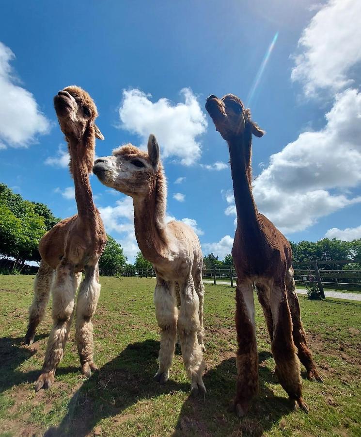 Cosy Barn On Rural Smallholding With Alpacas, Goats & Pigs Stithians ภายนอก รูปภาพ
